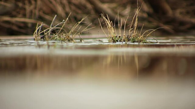 Water gently flowing around aquatic plants