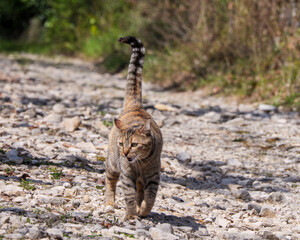 Tabby cat with striped tail walking on a rocky outdoor path