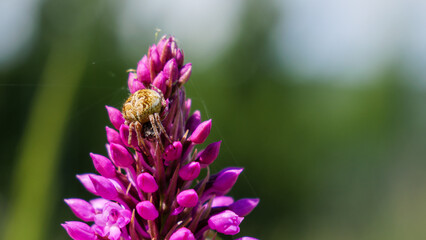 Misumena vatia spider on Pyramidal Orchid spike macro view
