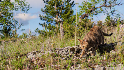 Brown tabby domestic cat stalking on rocky ground in rural Lot France