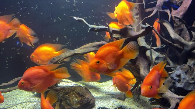 Group of vibrant blood parrot cichlids navigating underwater environment, moving near wooden decor and sandy aquarium bottom with soft lighting and gentle movement