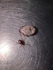 Bug is on a table next to another bug