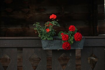 flowers in a vase hanging on a fence