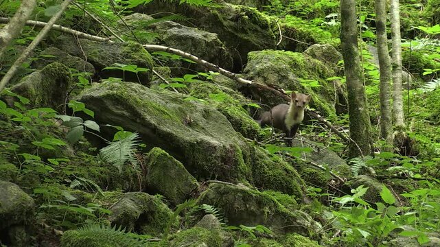 Martes foina faina animal marten	