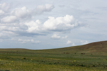Fototapeta premium Endless Mongolian prairies stretch under vast skies, with rolling grasslands, grazing horses, and golden sunsets painting a tranquil, timeless natural panorama.