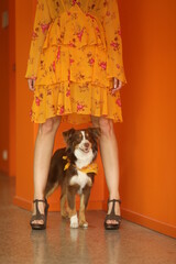 Woman in a yellow dress stands next to a brown and white dog