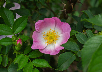 Close-up Beautiful flowering pink Rosa Canina also known as the Dog Rose. Rosa canina over green leaves background.