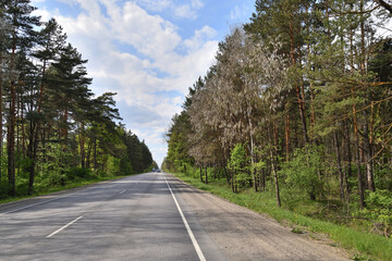 Asphalt road in the forest on a sunny day