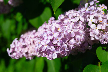 A vibrant bunch of purple flowers with green leaves behind