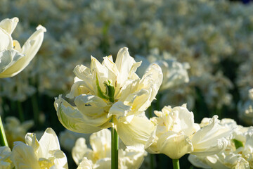 A beautiful field filled with white flowers accompanied by green stems