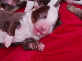 A brown and white puppy is sleeping on a red blanket