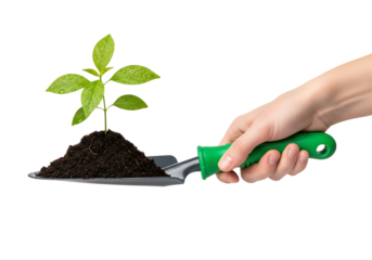 Hand holding a garden trowel with soil and a young green plant sprout. Isolated on transparent background, png
