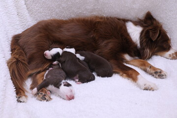 Mother dog is laying on a white blanket with her puppies