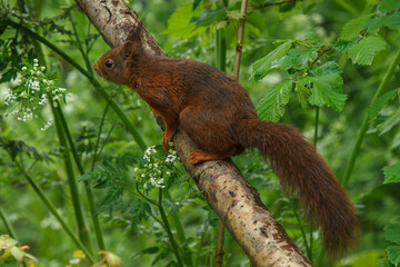 squirrel on a tree