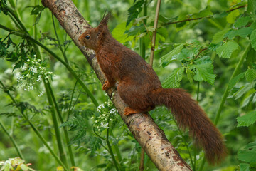 squirrel on a tree
