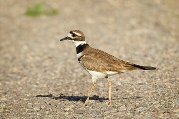  Killdeer walking on a gravel pathway.