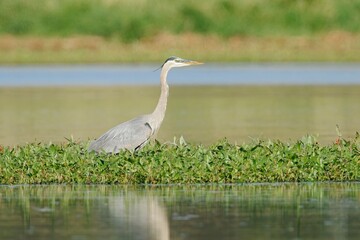  Side profile of great blue heron.