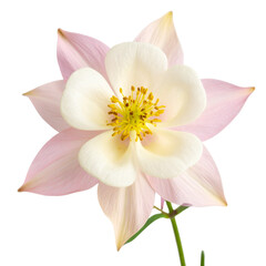 Fototapeta premium Bicolor Columbine Bloom with White and Pink Petals, isolated on a transparent background