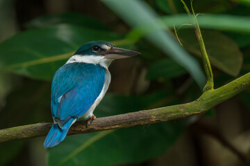 kingfisher on a branch