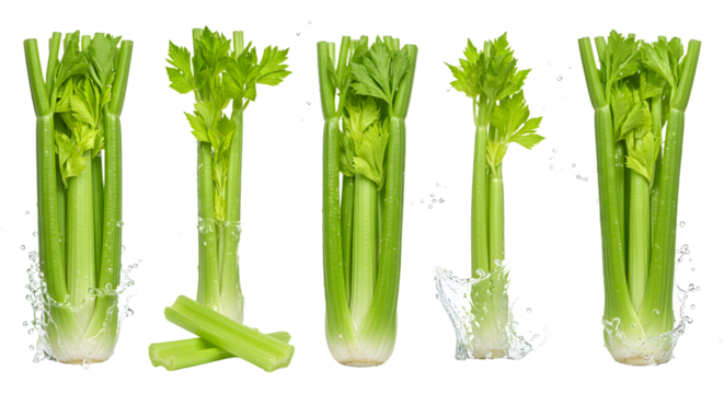 Fresh green celery stalks displayed in varying heights, showcasing their crisp texture against a clean background