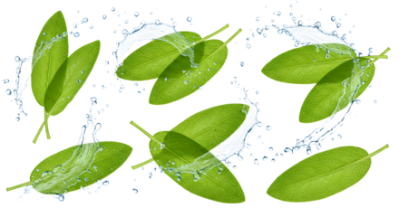 Fresh green leaves splashing in water, creating dynamic motion against a transparent background, ideal for nature themes