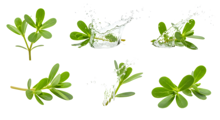 Fresh green leaves splashing into clear water, showcasing nature's beauty in a vibrant, dynamic setting