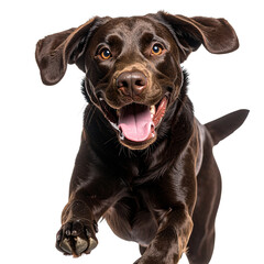 Fototapeta premium Chocolate Labrador Retriever Running with Tongue Out, isolated on a transparent background