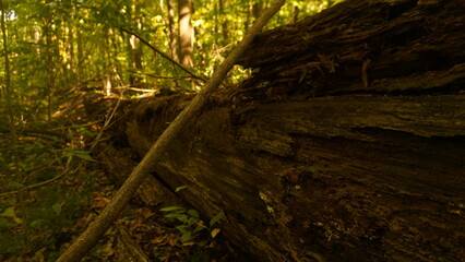 sunlight in the forest