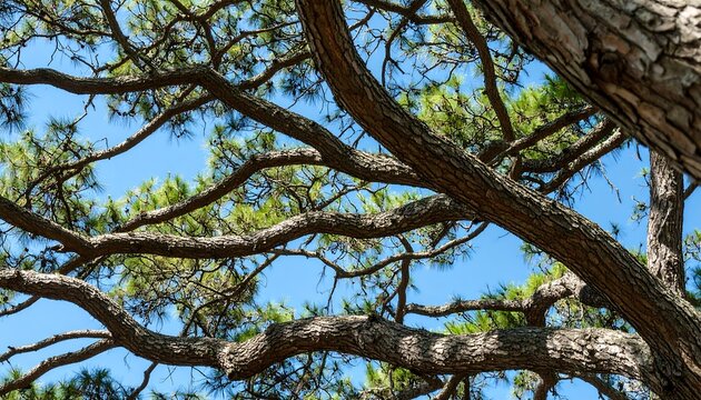 Pine tree branches against a clear blue sky