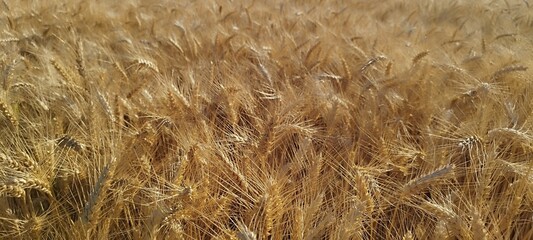 ears of wheat