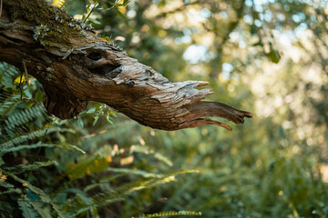 Weathered Tree Branch