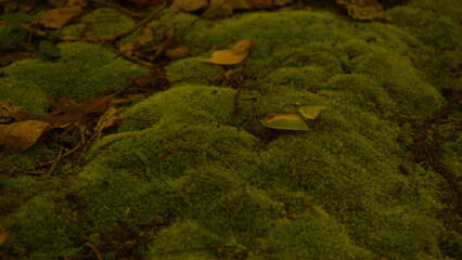 green moss on the rocks