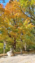 Naklejka premium autumn in the park