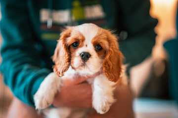 american cocker spaniel