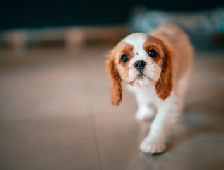 cavalier king charles spaniel puppy