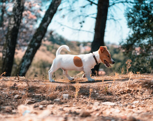 Happy Dog in Nature