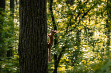 Squirrel Climbing a Tree