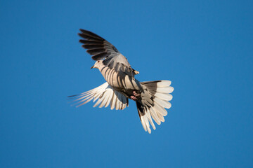 Eurasian collared dove ( Streptopelia decaocto ) isolated against blue sky background. Bird in flight. Dove is flying. Copy space.