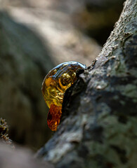 Sticky Resin on Tree