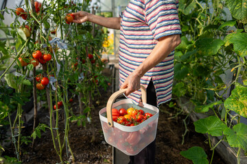 Garden worker picking mature tomatoes carefully from vine in growing hothouse. Greenhouse cultivation, manual harvesting, vegetable gathering, self sufficiency nutrients, seasonal gardening farming