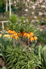 Fritillaria imperialis orange flowers. Orange tsetok from the family of liliaceae Fritillaria Imperialis or Grouse Blooms in early spring. Copy space
