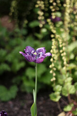 Purple tulip in the garden on a background of greenery
