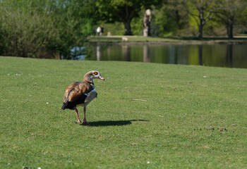 Egyptian Goose (Alopochen aegyptiacus) standing on the grass by the pond