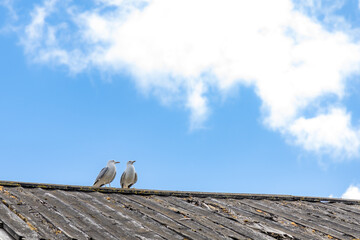 Two white river gulls perched on the aged wooden roof of Pskov Kremlin wall, with weathered planks...