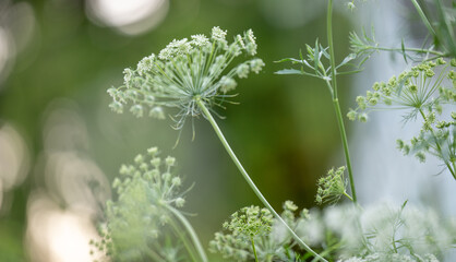 Close up of Ammi Flowers, False Queen Anne's Lace