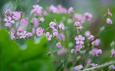 Obraz premium Pink Beauty Saponaria Flowers in Summer Garden