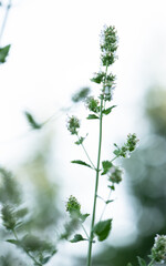 Close up of Catmint Plant Flowers