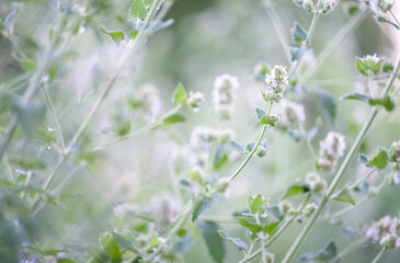 Close up of Catmint Plant Flowers