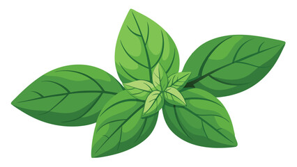 Obraz premium Aromatic wonders: basil and its diversity as a vector illustration.