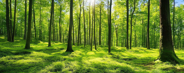 Obraz premium A vibrant forest scene with sunlight filtering through lush green trees and grassy undergrowth view